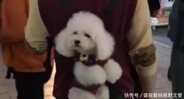  「人越来越多」小哥把泰迪背在身后散步，小家伙东张西望，把路人都萌翻了