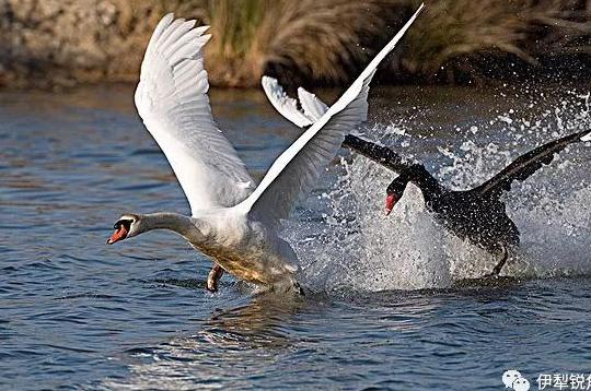 锐角散文沈祥宾｜｜天鹅泉