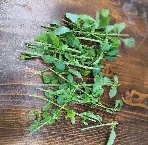  扦插■这些花趁现在“赶紧”扦插，生根快，俩月就开花，容易开成大花球