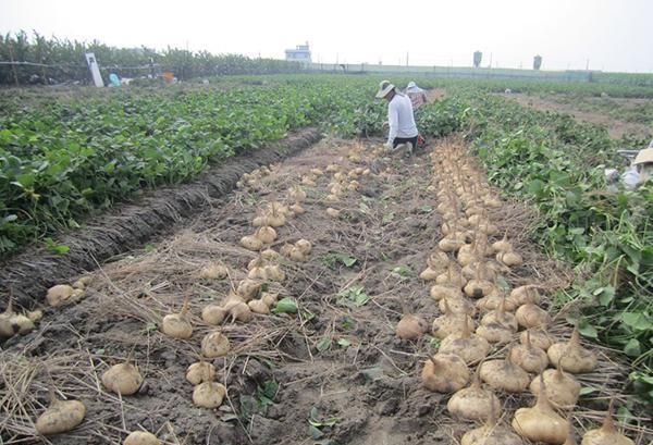  豆薯长■这野菜浑身是毒，以前农民见到不敢碰，如今成美食，农民大量种植