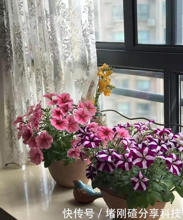 孩子■两个孩子的妈妈,利用空闲时间,在露台打造出一片花的海洋