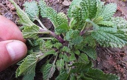  野草■农村的这种野草，因长满“疙瘩”遭人嫌弃，其实是珍贵的七星草