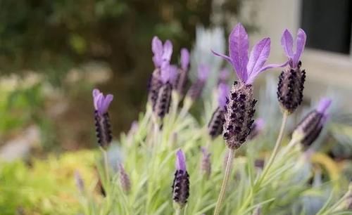 卧室里面■这几种植物适合养在卧室里,可适当净化空气