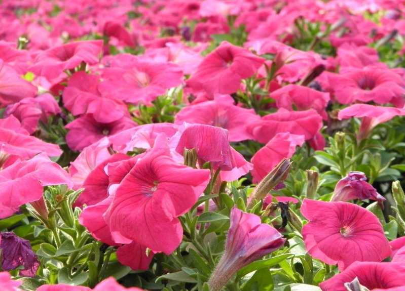  『开花』喜欢在家中养护漂亮的花卉，就选花色艳丽、花期长，爆盆简单的花