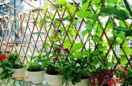#住房#住房小阳台挤怎么办?满足3个条件就能养花种草,把花园搬回家
