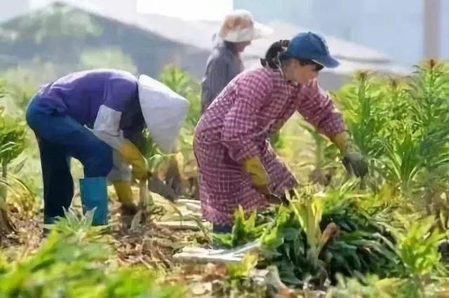 农民：农村的合作社都在骗补贴不干活！为什么国家还要大力支持？