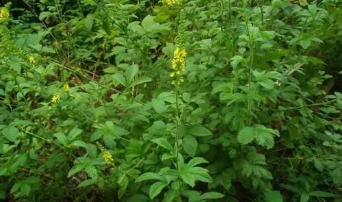  [龙芽草]它是抗癌“特效药”，农村很常见，但知道功效的却很少，可惜了！
