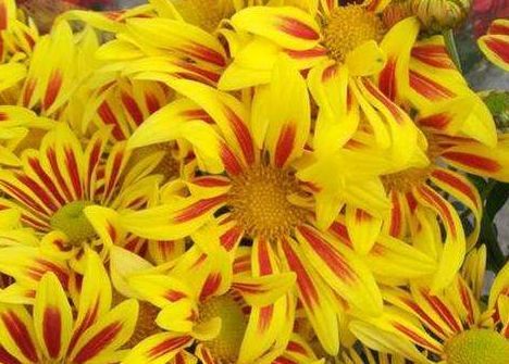  漂亮：此4款花朵不仅漂亮好养，屋里养一盆，花香飘满屋，芳香惹人爱