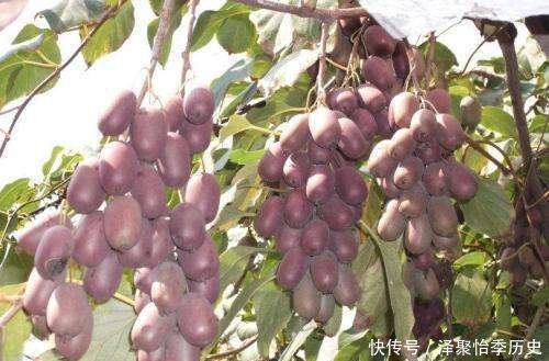  软枣@农村少见的水果，营养价值极高，你还在吃苹果吗