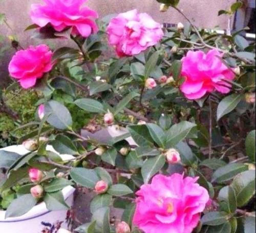  #空气湿度#北方养茶花，没有那么难，做好4点，朵朵娇滴滴“比手大”
