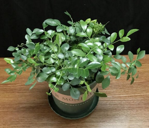  [养盆]乡间趣事！阳台养盆“香水花”，花匠教你5招，花朵洁白精致，花香香飘九里