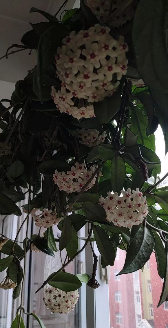 散射光:家里采光差,养3种耐阴花,光照少也能呼呼长,开成花墙太惊人!