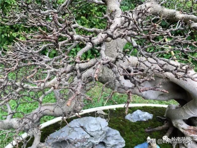  「作品」有年功的盆景，品相好，价值高！