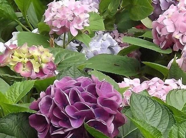  服盆：“4种花”春天养，种植后就“服盆”，好养、成活率高，太值