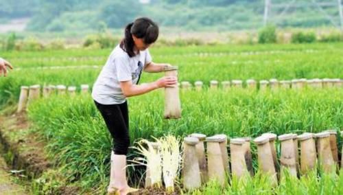  「水泥罐」农村人是这样种韭黄的，很多人吃过没见过怎么种