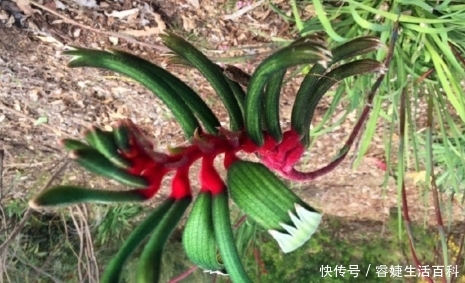  「熟知」请熟知并重视此物，它真的稀罕，很多地方都遇不到，价