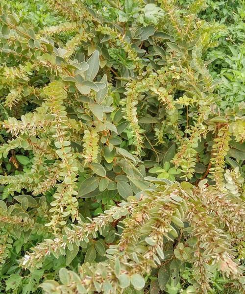  寓意■山里一种野草寓意好，自带“招财”好彩头，价值高见到别破坏