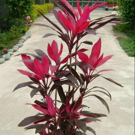  [较好]此花，色彩华丽高雅，具有较好的观赏性。