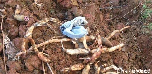 农村夫妻在干地里挖莲藕，你见过吗这种活一般人做不来！