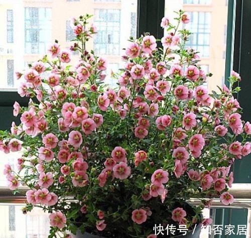  [便宜货]几种便宜货，5块钱买一盆，养在家爆炸式的开花，阳台变花海