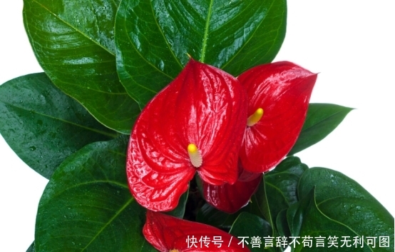 『试试』家里的书桌除了书什么都没有,过于单调,那就试试这几种小盆栽吧