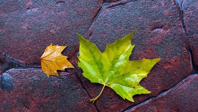 十首元曲说秋：秋叶静美，秋华如丹