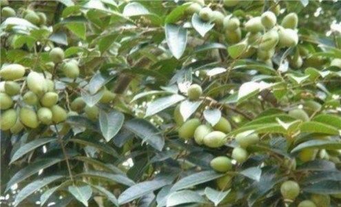 曾经农民大量种植，却因难以下咽卖不出去，如今无人种却卖高价！