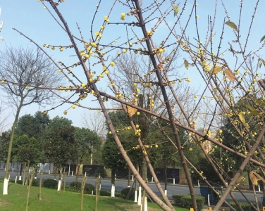 今日进入“三九” 连续3天阴雨 周五阳光回归