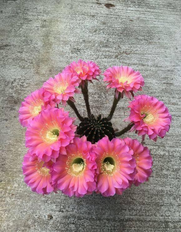  [仙人球开花]仙人球喂点“羊屎豆”，360度开花，下了10个蛋，盆盆饱满可爱