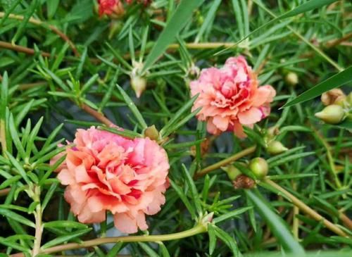  「枝条」太阳花枝条经常长白色虫子，捏死一批又长一批，有好办法吗？