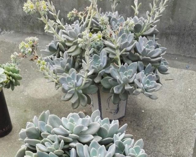  增加光照|1种多肉长得快,易爆盆,1年长成大老桩,是多肉巨无霸!