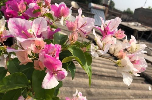  『红色』三角梅叶子是变色龙？绿色叶子养着养着就变红，搞明白4点就够了