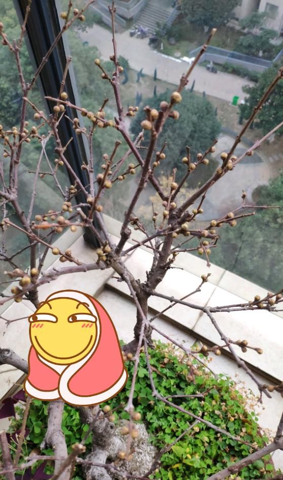  『利于开花』腊梅盆栽撸光叶子后，花苞晒太阳足了，开花满树金黄，更美更香了