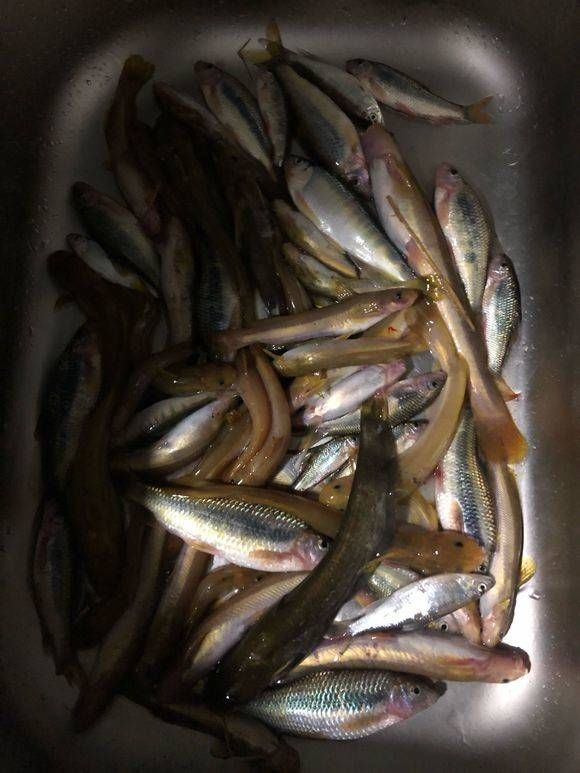  『钻出』山中溪流水太清澈，白天看不到鱼，夜晚却钻出各种奇鱼