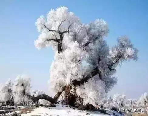 雪后的中国胡杨林，才是真正美爆了!