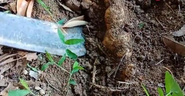  「野味」长在泥土里的野味，农民挖了好久才看到，一长一短你们