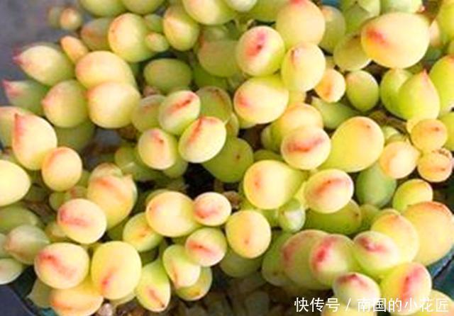  友们在养护|3种多肉掉叶子后难以叶插，这样挽救，成功后还可以正常生长