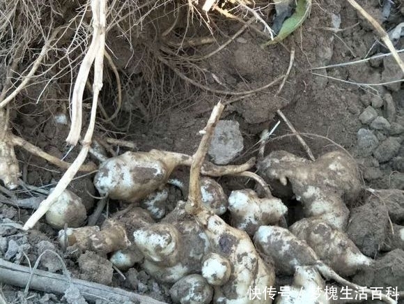 农村著名的“万年脏”，产品卖4万元1吨，农民用荒山种它也能致富