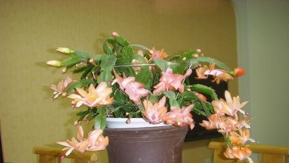  『花儿』养蟹爪兰，注意这一点，新叶蹭蹭长，花苞不停冒，花儿开成团