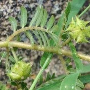  #没错#七八十年代喂猪的野草，不是中药材就是野菜，吃过的是土