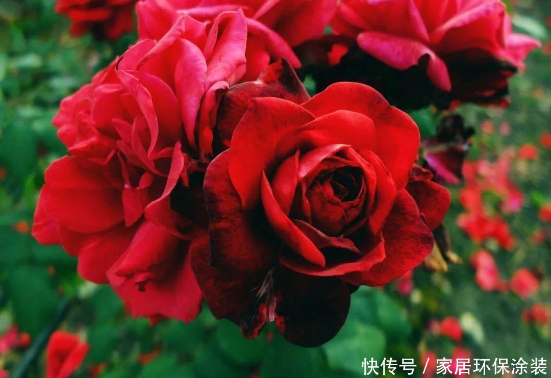  【三色堇】喜欢养护漂亮的花卉，就选择开花量繁多，花期长的5种花卉，妖娆