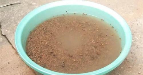  『图片作者』栀子茉莉千万别用这种土，养一盆死一盆！