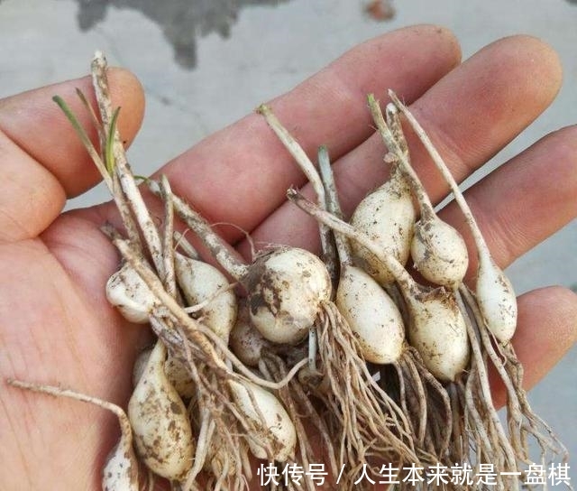  「春天」野生的“小根蒜”价值在根茎，怎么吃都下饭，春天正好冒新芽