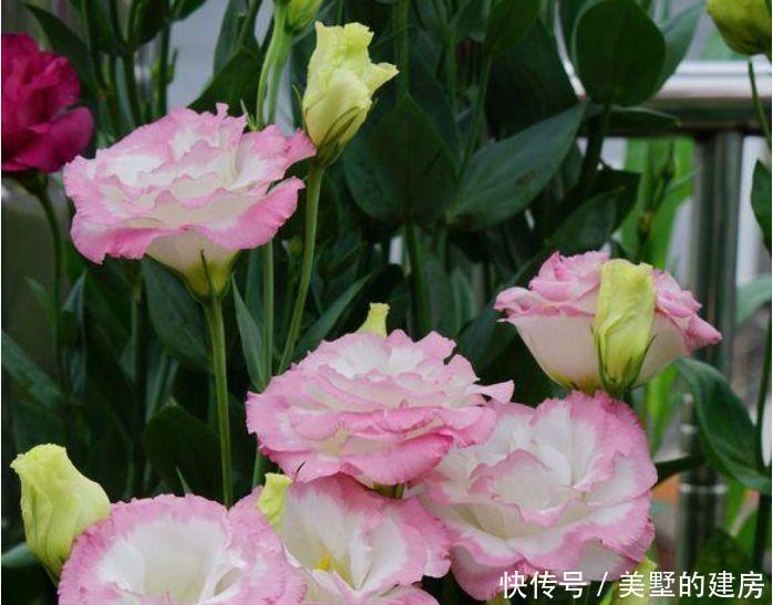  『家里』3种花很好养，开花漂亮色温馨，养家里花香怡人，温馨甜蜜庆有余
