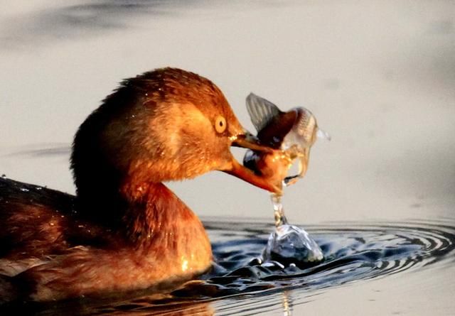 数九寒天，在东北能拍此水鸟，实在是幸事一件……