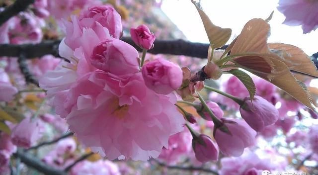 樱花盆景,美到窒息!