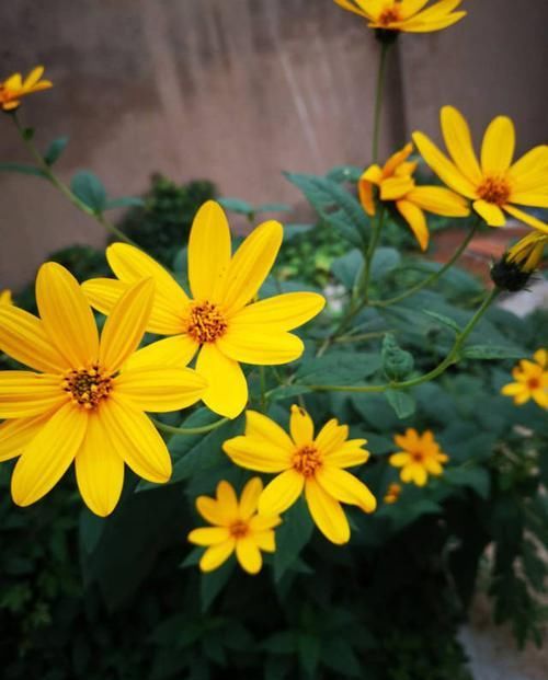 #芋头#这植物上面开灿烂菊花,下面结出大块芋头,谁看了都觉得难以置信