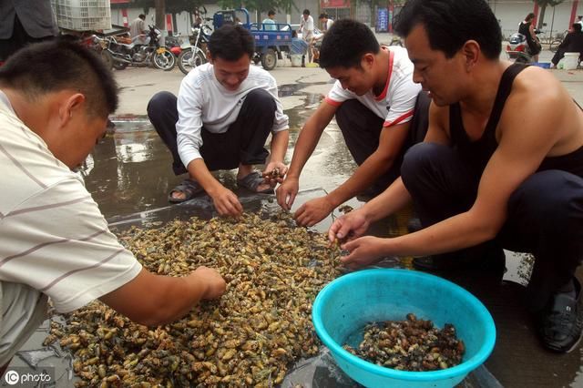 三伏天，农村又响起了它的声音，它是什么？什么原因让老农爱养？