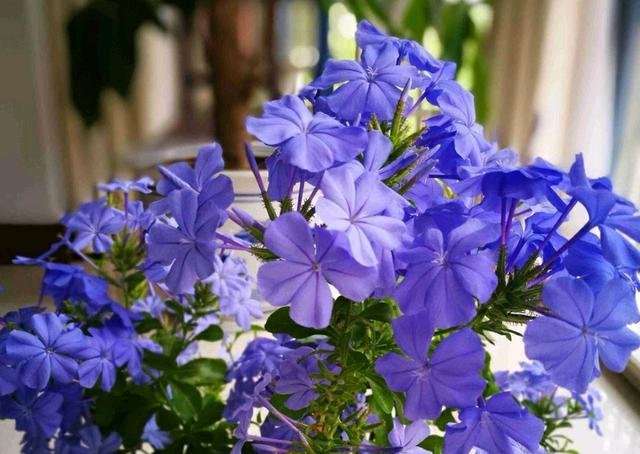  狂野：3种普通花，开花很狂野，最适合养阳台上，四季观花海