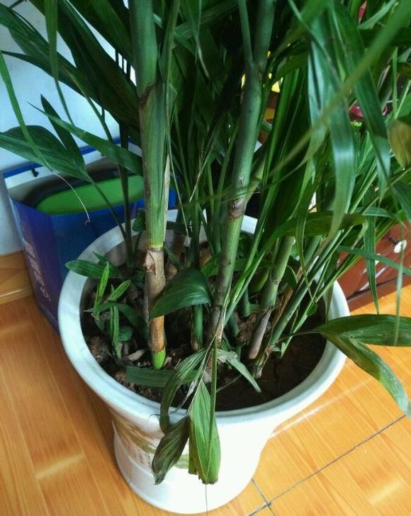  #绿萝#网红植物“凤尾竹”，能净化空气？别花冤枉钱，还不如养盆绿萝
